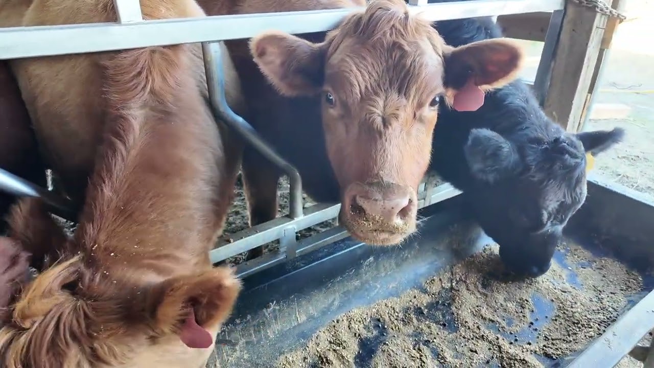Two Days Before the Ice Storm Hits Mahr Road Farm