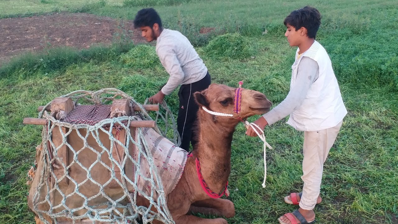 الجمل بيلعب مع صالح  وبيهدر بصوت عالي
