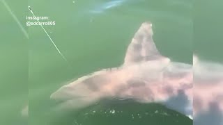 VIDEO: Man catches shark off the coast of Madison