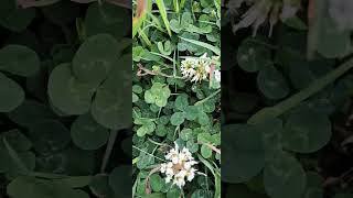 4 leaf clover mockingbird