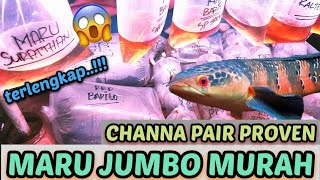 Channa maru Jumbo termurah‼ada Asiatica Pair Proven di sini ⁉Pasar Ikan Hias Jatinegara