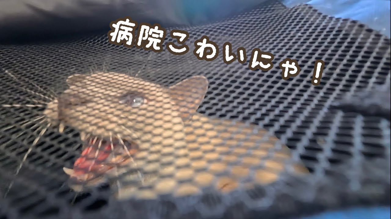 ワクチン前から唸る猫…病院が怖すぎた【猫の鳴き声・通院記録】