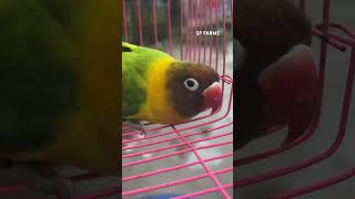Wild mask pied💚💛🖤💝