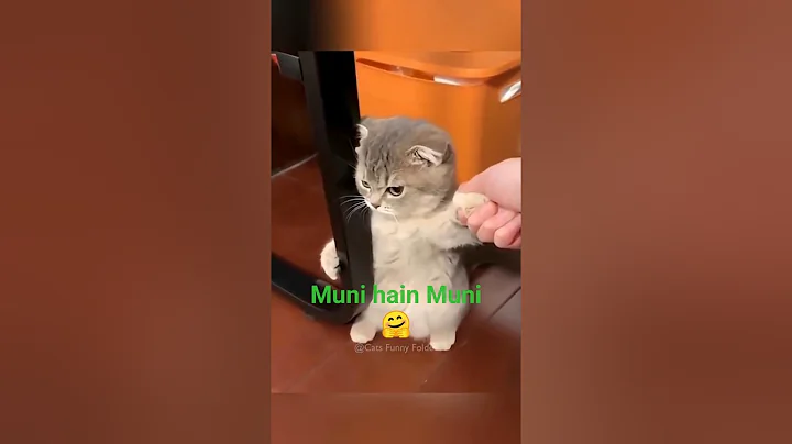 Watch the video about 🔥 Best Funny Cat Videos You Can’t Stop Watching! 😹 #short #cats