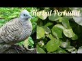 Tumbuhan Herbal Untuk Burung Perkutut Yang Mengalami Suara Serak Mp3 - Mp4 Download