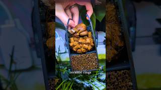 🌱How To Clean Your Filter Medias🌿