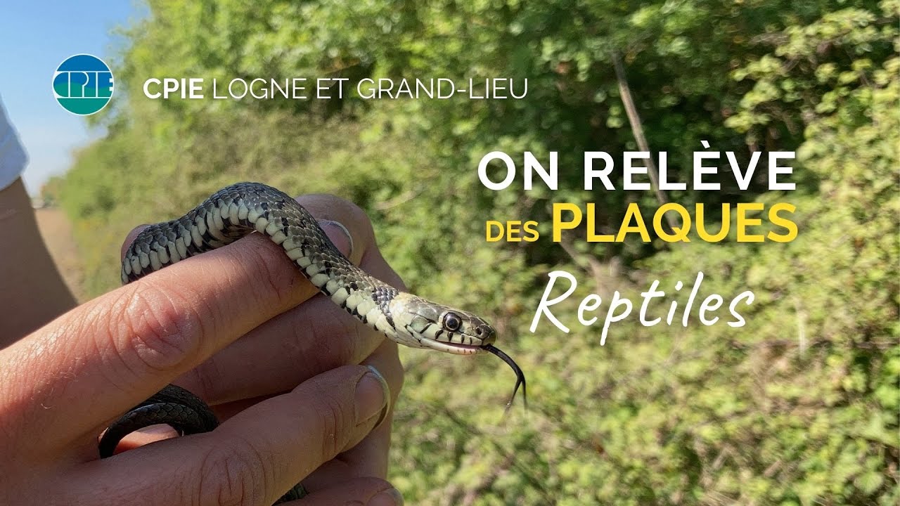 On relève des plaques reptiles