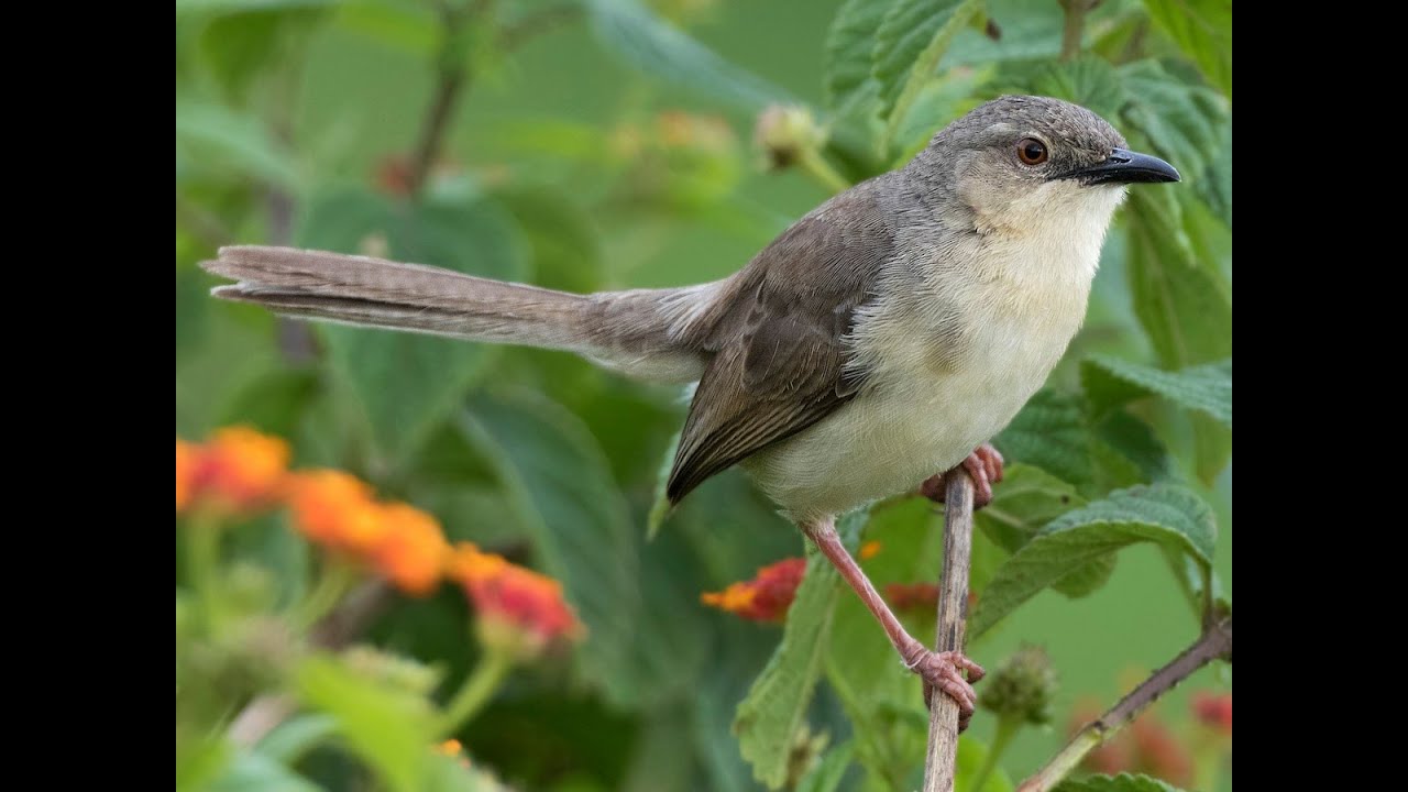 36. Jungle Prinia