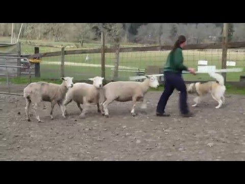 Husky learns to herd sheep