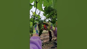pruning grapes fruit  🍇  #grapenation #grapecare #grape #grapevinecare
