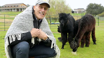 Proč je alpaka pevná?