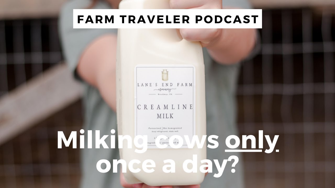 What is a Microdairy? And Milking cows only ONCE a day?!