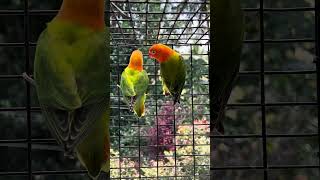 African lovebirds Green Fischer opaline pair