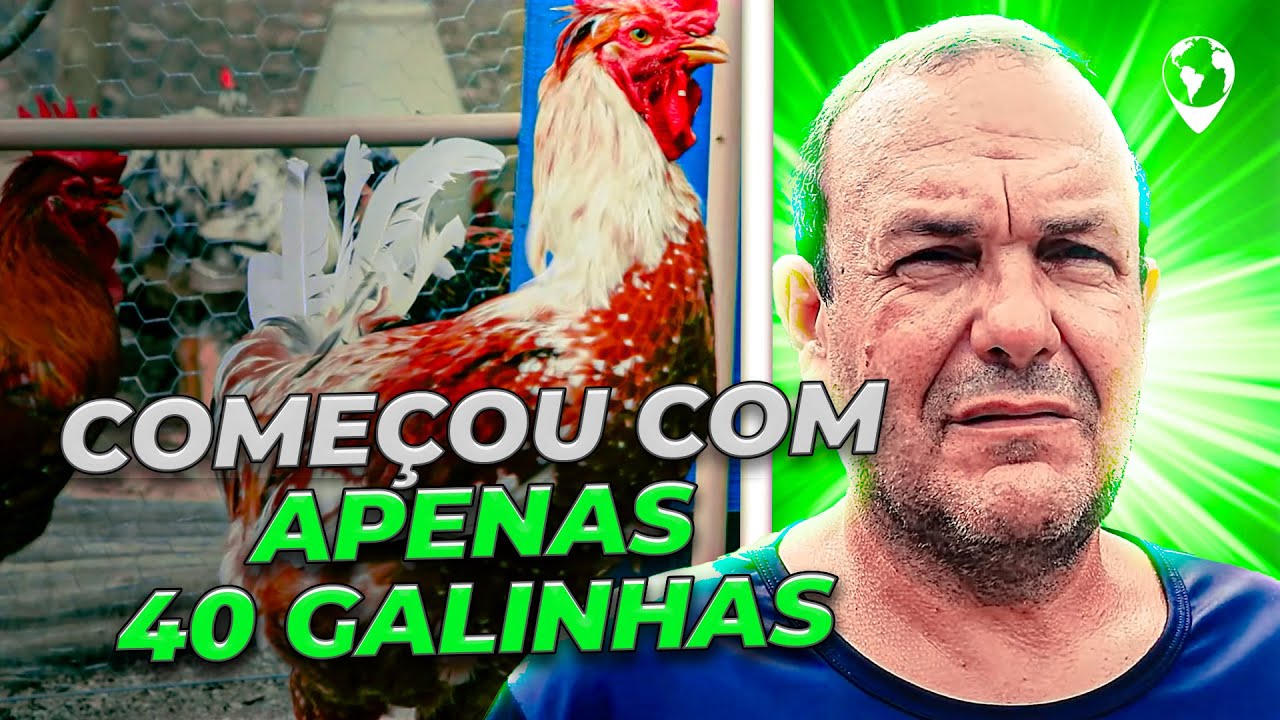 Toda a criação de  GALINHA BALÃO do Valter: Aves com 7kg de pura BELEZA GENÉTICA! 🐓🌟 (Maricá RJ)