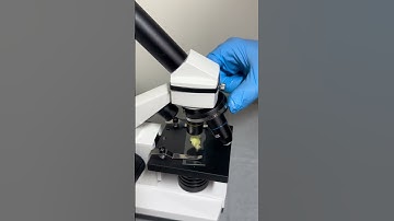 Banana Under the Microscope: What’s Hiding Inside? 🔬 #MicroscopeView #BananaCloseUp #ScienceShorts