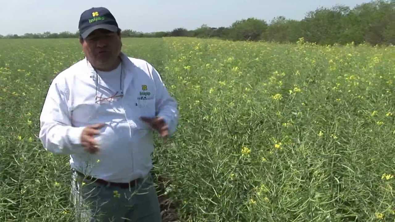 Cultivo de la Canola en Mexico Variedad Ortegon