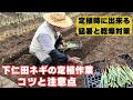 太くて短い!下仁田ネギの定植方法【コツ】【注意点】【猛暑】2024年6月23日