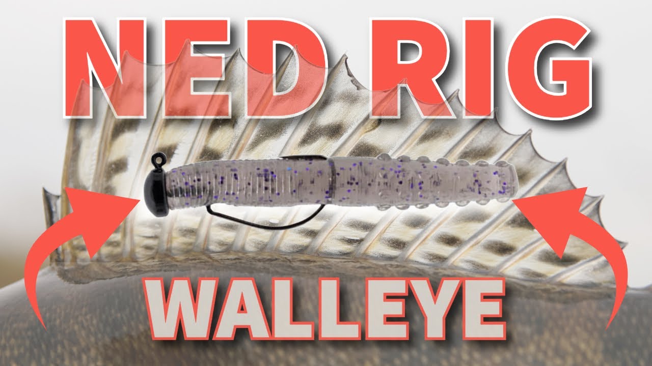 Epic Catch Walleye Going Crazy on the NED Rig!!! YouTube