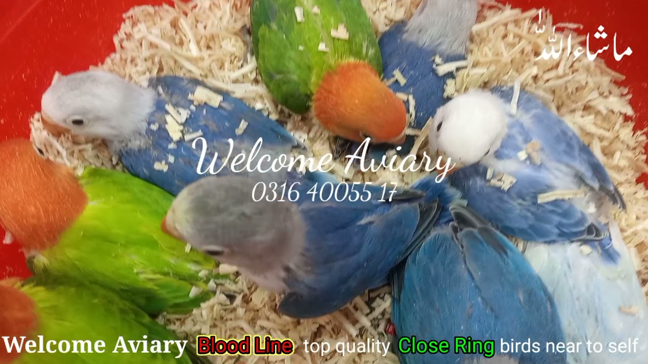 Top Quality Close Ring birds near to self l Welcome Aviary