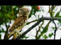 Сыч домовый (Athene noctua) - необычная вокализация | Film Studio Aves