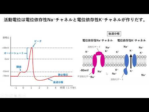 活動電位（閾値、全か無かの法則、絶対不応期、相対不応期）