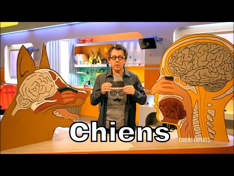 Pourquoi les chiens ont-ils un meilleur odorat que l'homme ? - C'est Pas Sorcier