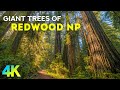 Relaxing day in a unique forest  walking among giant trees of redwood park  4k nature documentary