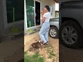 เล่นไม่รู้เวล่ำเวลา😆🐶 #dogs #doggielife #funnydogs