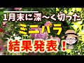 強剪定のその後/ほほえみ/グリーンアイス/ミニバラ/冬の剪定