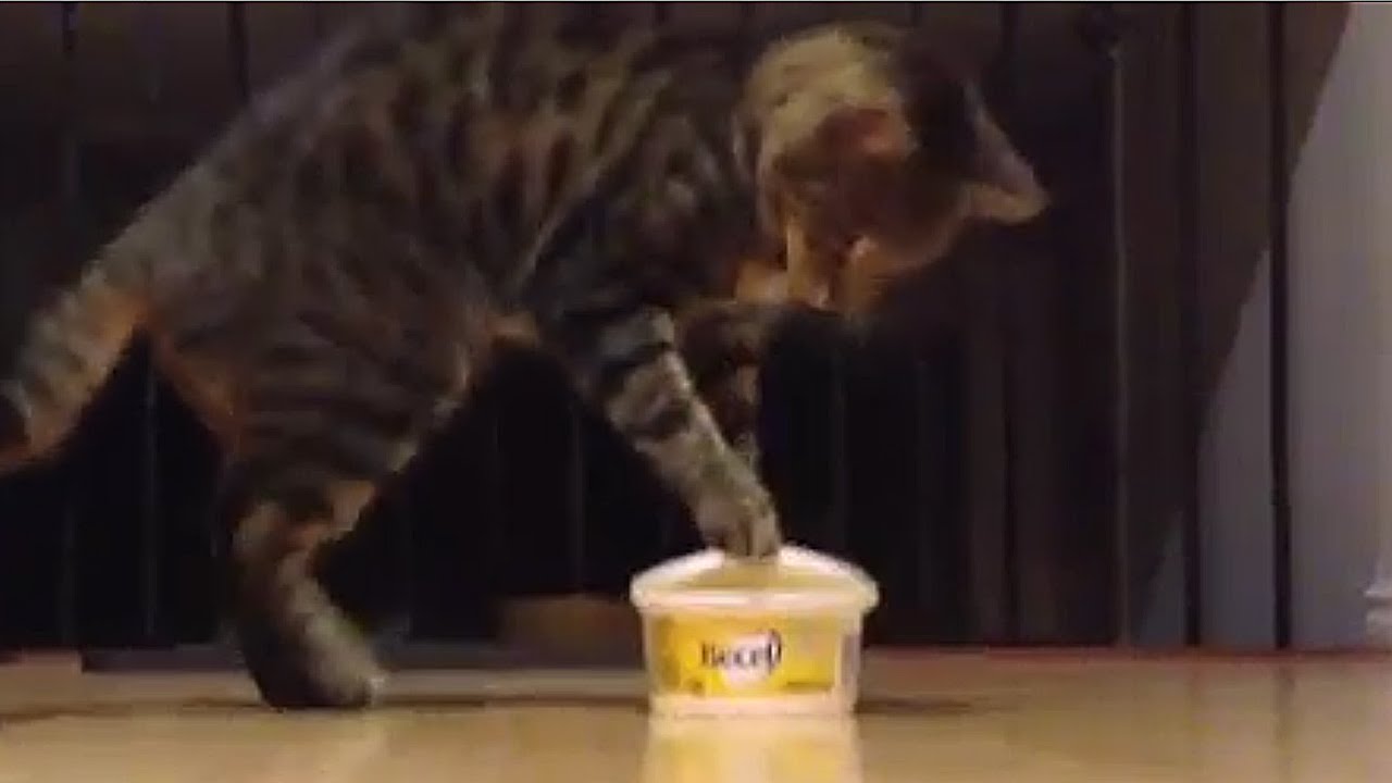 Cat tries to open margarine container YouTube