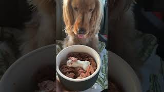 Download Lagu 🐶 🍽️ \ MP3