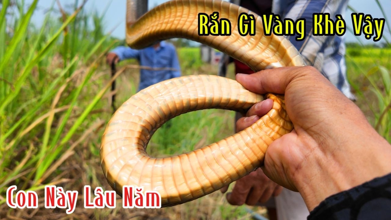 Chưa Từng Thấy Đi Bắt Rắn Cũng Bị Bùm Nữa Trời Bó Tay Luôn | Mười Thương SB