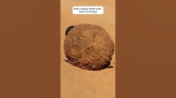 Dung Beetles Need Cow Poop for their babies to Survive! | Fascinating Facts |#facts