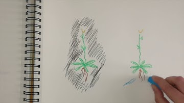 Intro to: "Understanding metabolic interactions in plant root associated bacterial communities"