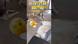 Important Pack Meeting… Claire Missed the Memo 😅