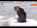 Собака, пытавшаяся покинуть Омск на льдине, вдохновила саратовских музыкантов