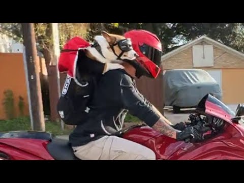 dirt motorcycle helmet Red & White Monster Energy Dirt Bike Motorcycle Helmet