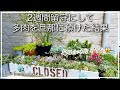【多肉植物】多肉が蒸れていました💦【ガーデニング】