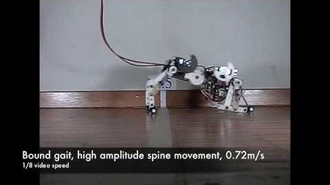 Bobcat robot, a bounding quadruped robot with an active spine.