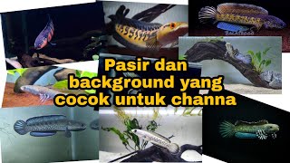 Pasir dan background aquarium yang cocok untuk ikan channa agar warna ikan lebih terang dan jelas screenshot 2
