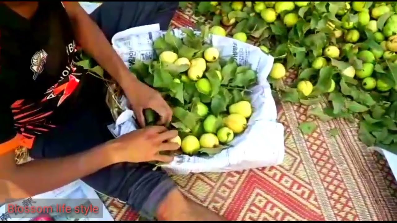 amrud /Guava packing /amrud ke Bagh Ki Sair
