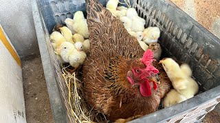 Pairing 34 eggs for an old hen to incubate resulted in 28 super cute chicks being hatched.