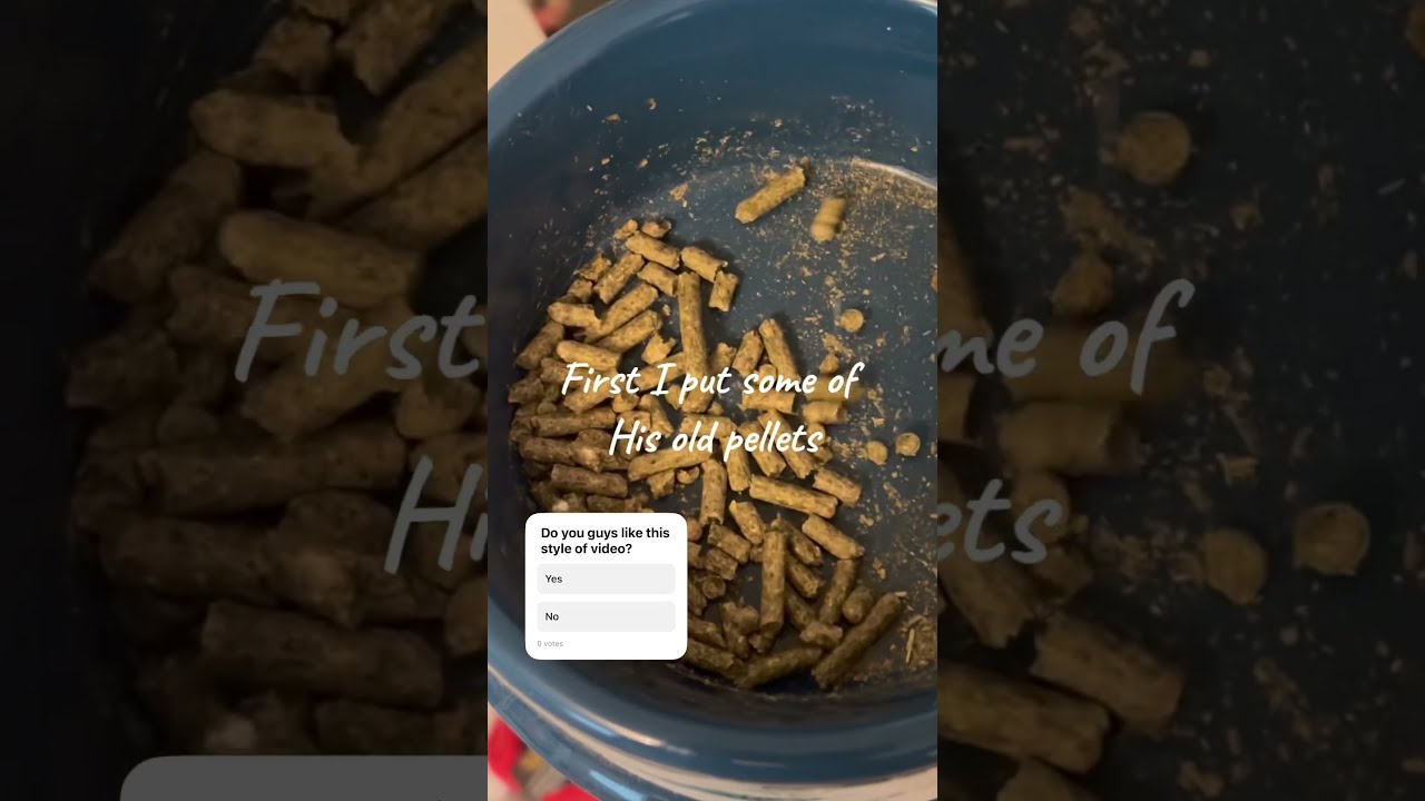 My Bunnies Morning Meet New Baby Bunny Pets Cute Mycuterabbit Morningroutine Fyp Shorts