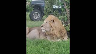 close up with the King@ Masai Mara