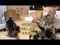 猫見知りの先住猫が心を開いて仲良しになるまで！【カラメルプリン総集編】