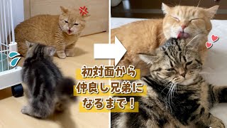 猫見知りの先住猫が心を開いて仲良しになるまで【カラメルプリン総集編】