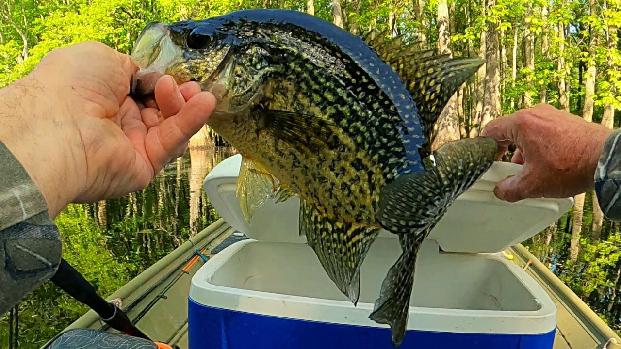 How to jig for summer crappie - Crappie fishing 