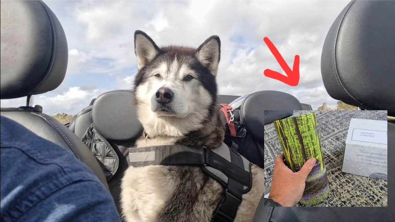 Its Time To Bring Sherpa Home The Way He'd Love The Most