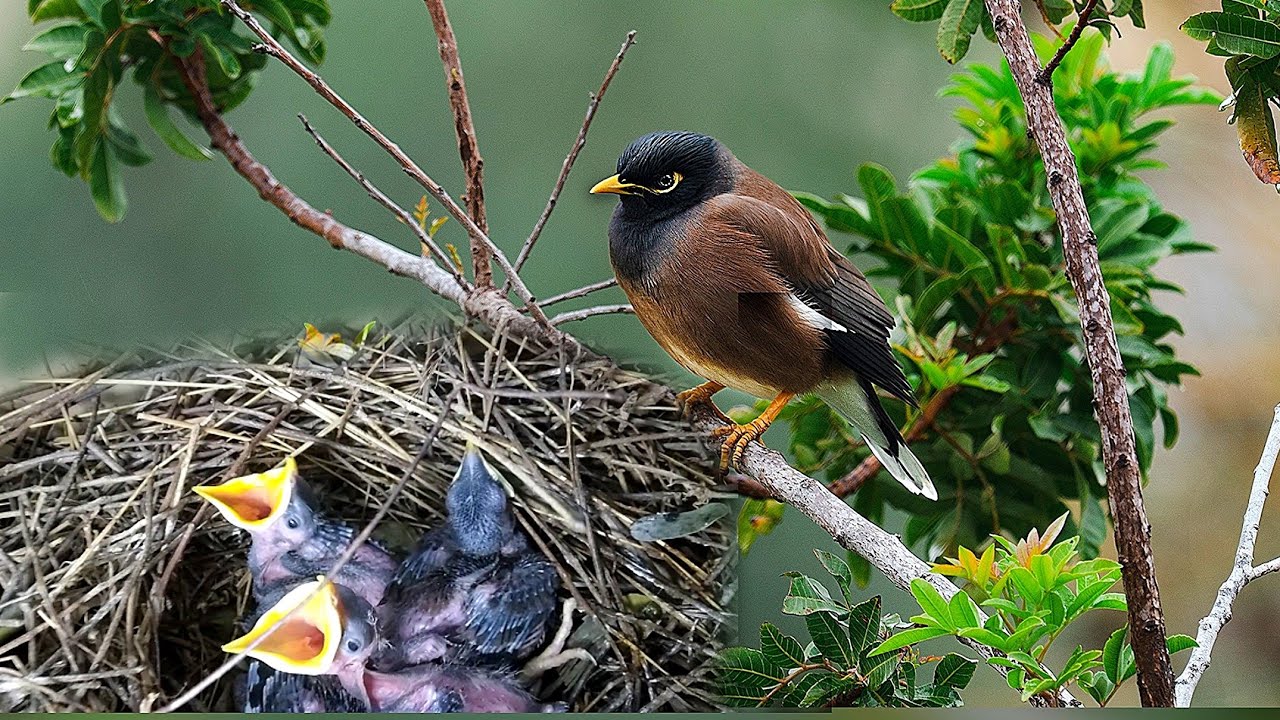 Indian Myna Chicks grow up in the nest /stages of growth period