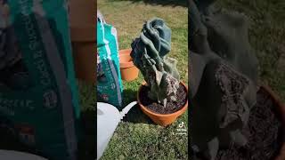 I gave this poor neglected monstrose #cactus some much needed TLC